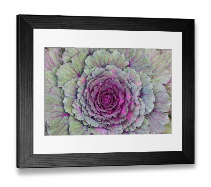 Framed Print : USA, Washington State, Sammamish. Ornamental kale cabbage Framed Print : USA, Washington State, Sammamish. Ornamental kale cabbage