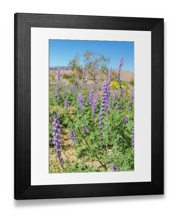 Framed Print : California, USA. Blooming Arizona Lupines in Joshua Tree National Park