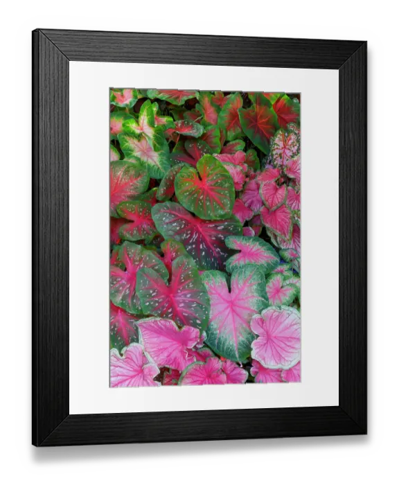 Framed Print : USA, Washington State, Sammamish. Tropical caladium leafed plants on deck in mass plantings Framed Print : USA, Washington State, Sammamish. Tropical caladium leafed plants on deck in mass plantings