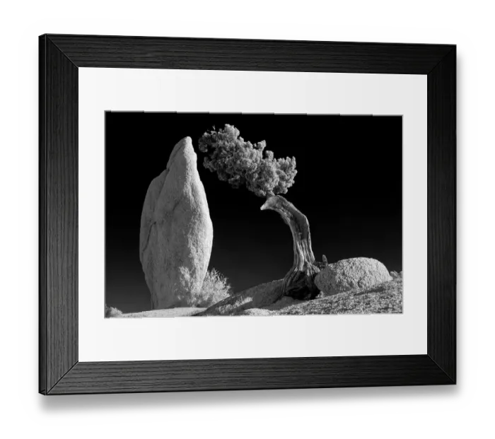 Framed Print : California, Joshua Tree National Park. Granite rock formation and California juniper tree Framed Print : California, Joshua Tree National Park. Granite rock formation and California juniper tree