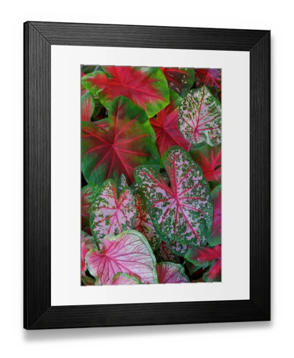 Framed Print : USA, Washington State, Sammamish. Tropical caladium leafed plants on deck in mass plantings