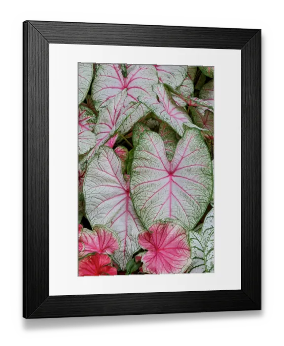 Framed Print : USA, Washington State, Sammamish. Tropical caladium leafed plants on deck in mass plantings Framed Print : USA, Washington State, Sammamish. Tropical caladium leafed plants on deck in mass plantings