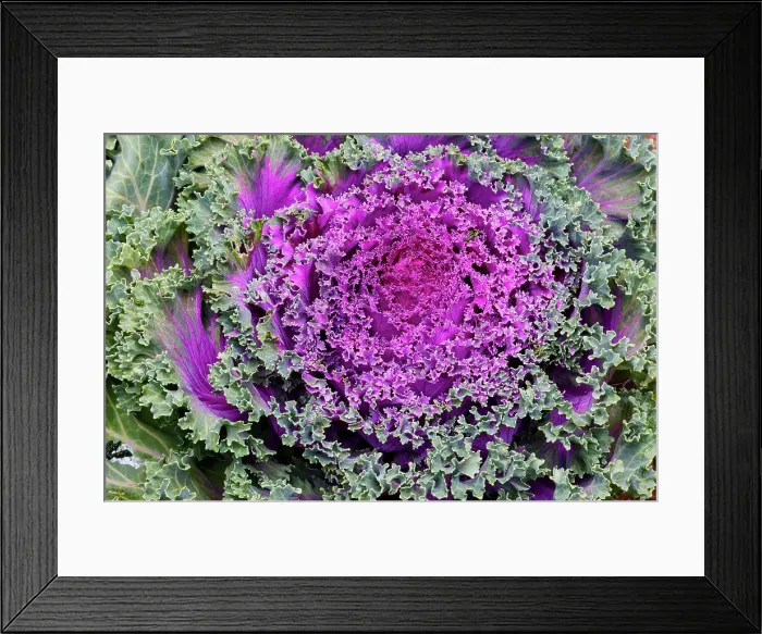 Framed Print : USA, Washington State, Sammamish. Ornamental kale cabbage Framed Print : USA, Washington State, Sammamish. Ornamental kale cabbage