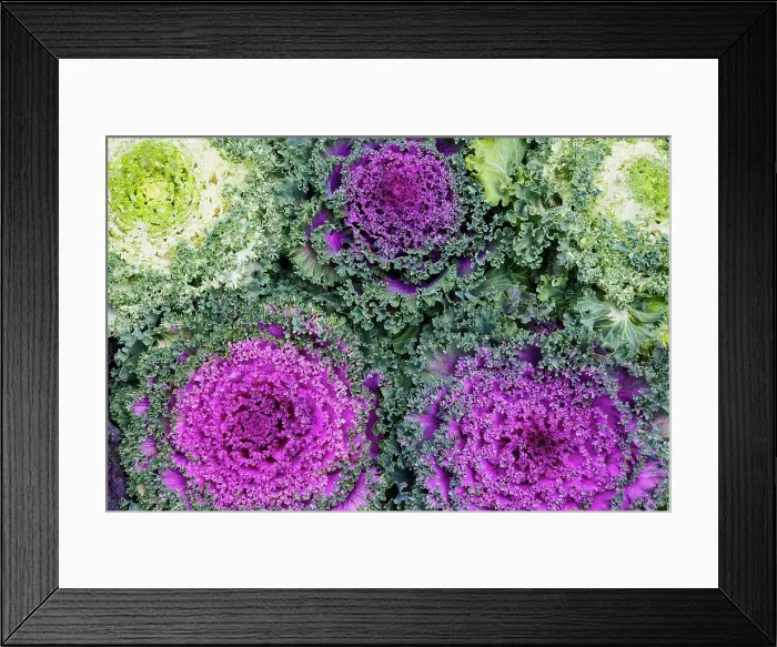 Framed Print : USA, Washington State, Sammamish. Ornamental kale cabbage Framed Print : USA, Washington State, Sammamish. Ornamental kale cabbage