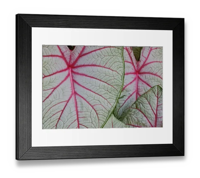 Framed Print : USA, Washington State, Sammamish. Tropical caladium leafed plants on deck in mass plantings