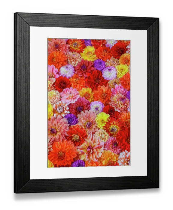 Framed Print : USA, Washington State, Sammamish. Dahlia grouping flower pattern and design Framed Print : USA, Washington State, Sammamish. Dahlia grouping flower pattern and design