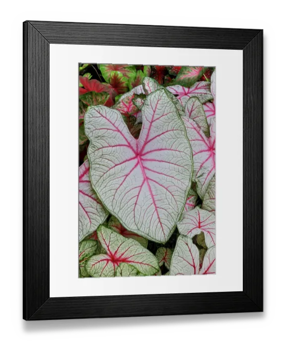 Framed Print : USA, Washington State, Sammamish. Tropical caladium leafed plants on deck in mass plantings Framed Print : USA, Washington State, Sammamish. Tropical caladium leafed plants on deck in mass plantings