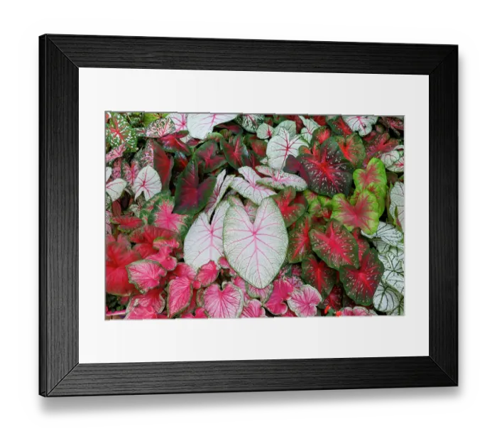Framed Print : USA, Washington State, Sammamish. Tropical caladium leafed plants on deck in mass plantings Framed Print : USA, Washington State, Sammamish. Tropical caladium leafed plants on deck in mass plantings