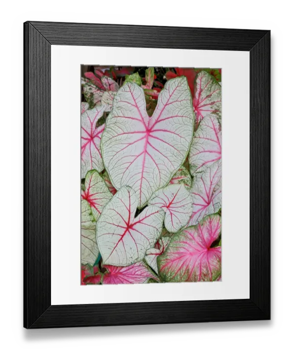 Framed Print : USA, Washington State, Sammamish. Tropical caladium leafed plants on deck in mass plantings