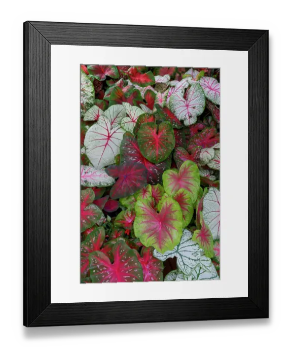 Framed Print : USA, Washington State, Sammamish. Tropical caladium leafed plants on deck in mass plantings