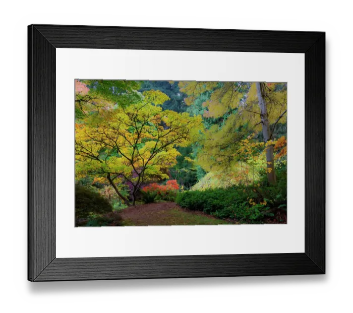 Framed Print : USA, Washington State, Seattle. Washington Park Arboretum in the fall with trail leading into autumn colored trees Framed Print : USA, Washington State, Seattle. Washington Park Arboretum in the fall with trail leading into autumn colored trees
