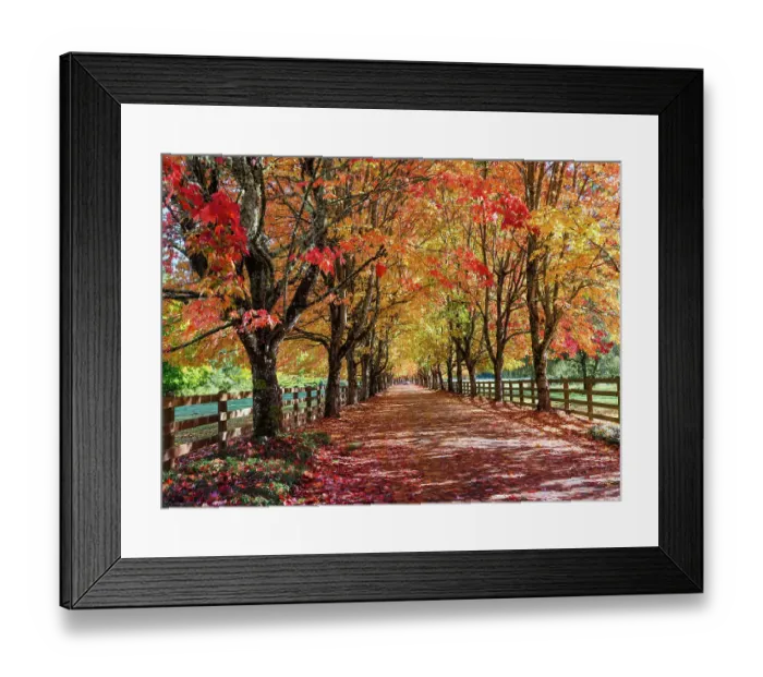 Framed Print : USA, Washington State, North Bend. Fall color on maple tree lined driveway