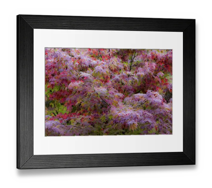 Framed Print : USA, Washington State, Sammamish. Frost on fall colored Japanese maple tree