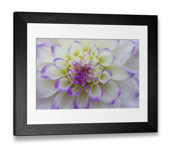 Framed Print : USA, Washington State, Sammamish. Dahlia flower close-up of petals Framed Print : USA, Washington State, Sammamish. Dahlia flower close-up of petals