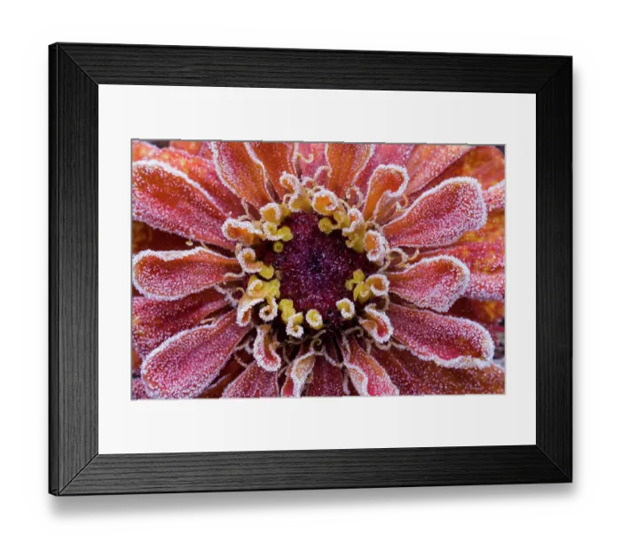 Framed Print : USA, Washington State, Sammamish. Frost on orange zinnia Framed Print : USA, Washington State, Sammamish. Frost on orange zinnia