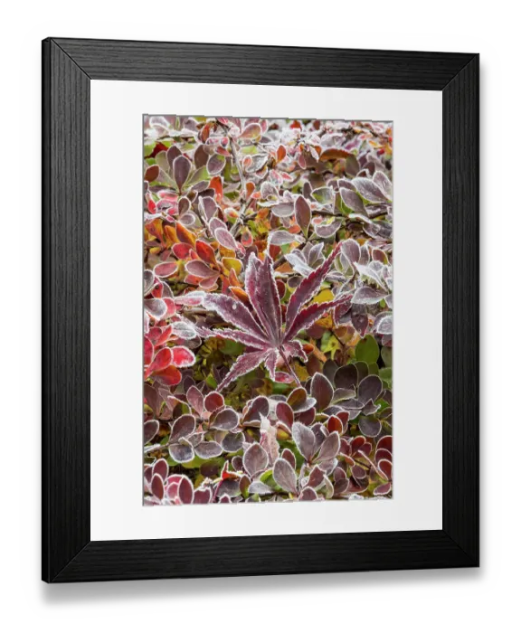 Framed Print : USA, Washington State, Sammamish. Autumn colors on frosted barberry and fallen Japanese maple Leaf Framed Print : USA, Washington State, Sammamish. Autumn colors on frosted barberry and fallen Japanese maple Leaf