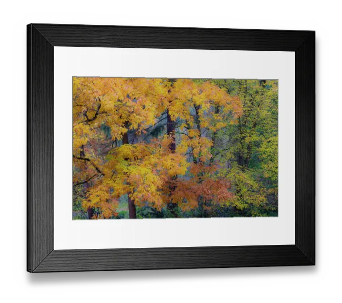 Framed Print : USA, Washington State, Seattle. Washington Park Arboretum in the fall with backlighting on Autumn colored leaves Framed Print : USA, Washington State, Seattle. Washington Park Arboretum in the fall with backlighting on Autumn colored leaves
