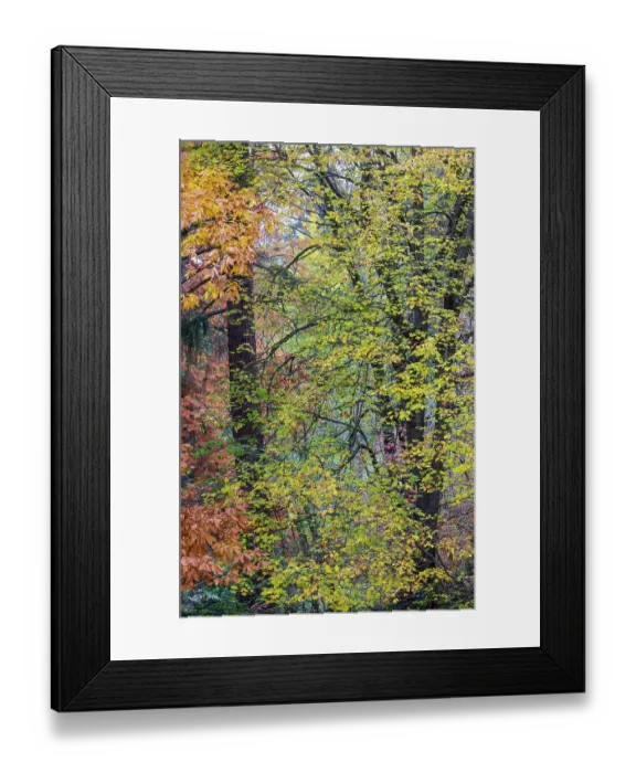 Framed Print : USA, Washington State, Seattle. Washington Park Arboretum in the fall with backlighting on Autumn colored leaves Framed Print : USA, Washington State, Seattle. Washington Park Arboretum in the fall with backlighting on Autumn colored leaves