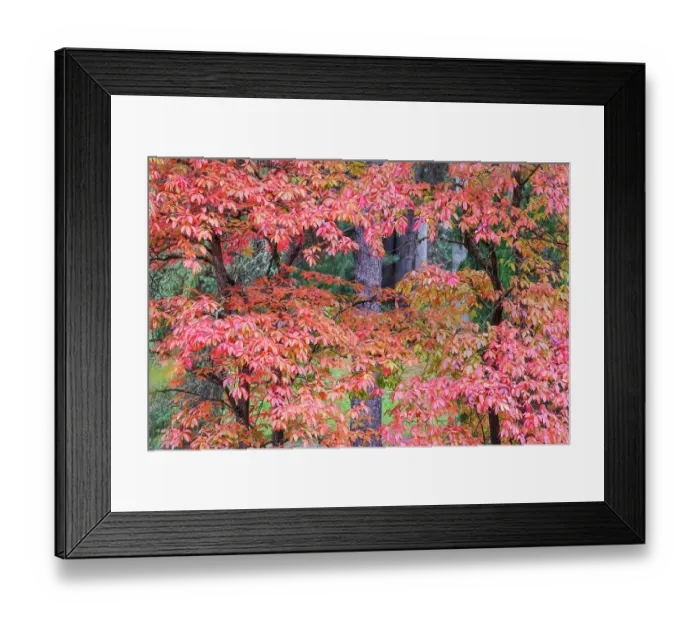 Framed Print : USA, Washington State, Seattle. Washington Park Arboretum in the fall with red leaves on maple trees Framed Print : USA, Washington State, Seattle. Washington Park Arboretum in the fall with red leaves on maple trees