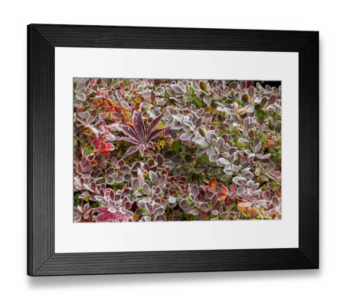 Framed Print : USA, Washington State, Sammamish. Autumn colors on frosted barberry and fallen Japanese maple Leaf Framed Print : USA, Washington State, Sammamish. Autumn colors on frosted barberry and fallen Japanese maple Leaf