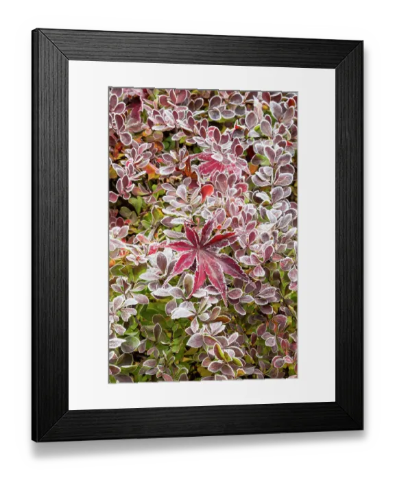 Framed Print : USA, Washington State, Sammamish. Autumn colors on frosted barberry and fallen Japanese maple Leaf Framed Print : USA, Washington State, Sammamish. Autumn colors on frosted barberry and fallen Japanese maple Leaf