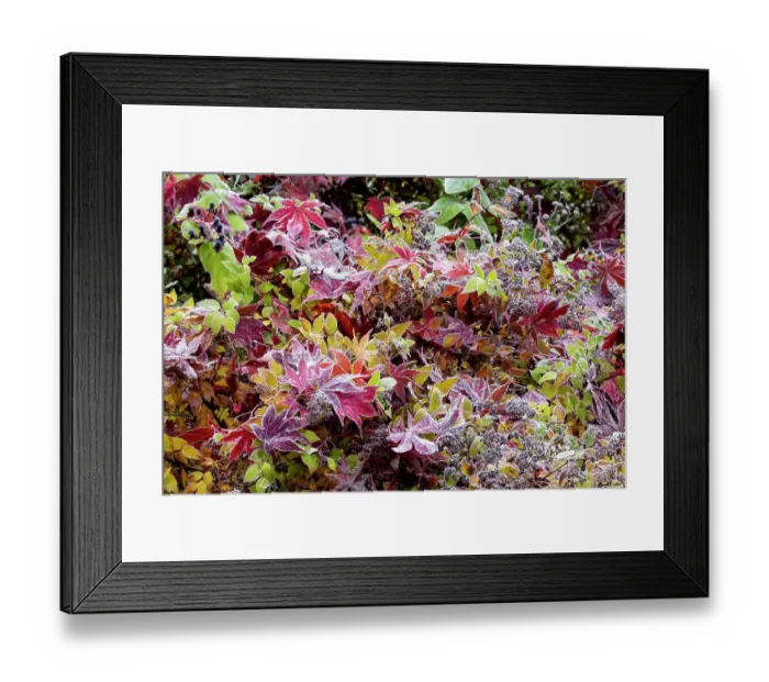 Framed Print : USA, Washington State, Sammamish. Autumn colors on frosted barberry and fallen Japanese maple Leaf