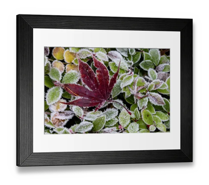 Framed Print : USA, Washington State, Sammamish. Autumn colors on frosted barberry and fallen Japanese maple Leaf Framed Print : USA, Washington State, Sammamish. Autumn colors on frosted barberry and fallen Japanese maple Leaf