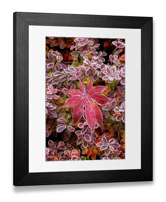 Framed Print : USA, Washington State, Sammamish. Autumn colors on frosted barberry and fallen Japanese maple Leaf Framed Print : USA, Washington State, Sammamish. Autumn colors on frosted barberry and fallen Japanese maple Leaf