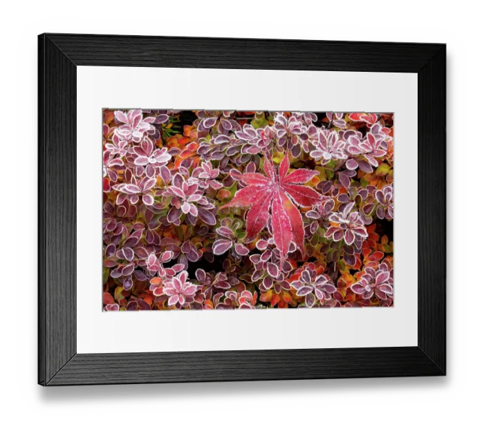 Framed Print : USA, Washington State, Sammamish. Autumn colors on frosted barberry and fallen Japanese maple Leaf