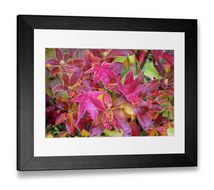 Framed Print : USA, Washington State, Sammamish. Autumn colors on frosted Japanese maple leaves on Azalea