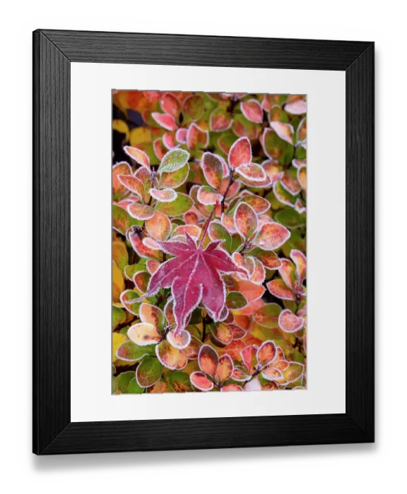 Framed Print : USA, Washington State, Sammamish. Autumn colors on frosted barberry and fallen Japanese maple Leaf Framed Print : USA, Washington State, Sammamish. Autumn colors on frosted barberry and fallen Japanese maple Leaf