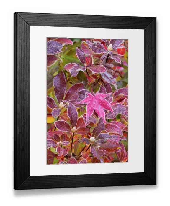 Framed Print : USA, Washington State, Sammamish. Autumn colors on frosted Japanese maple leaves on Azalea Framed Print : USA, Washington State, Sammamish. Autumn colors on frosted Japanese maple leaves on Azalea