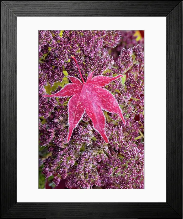 Framed Print : USA, Washington State, Sammamish. Autumn colors on frosted Japanese maple leaf and Autumn Joy Sedum