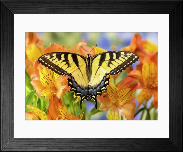 Framed Print : USA, Washington State, Sammamish. Eastern tiger swallowtail buttery on Peruvian lily, Alstroemeria