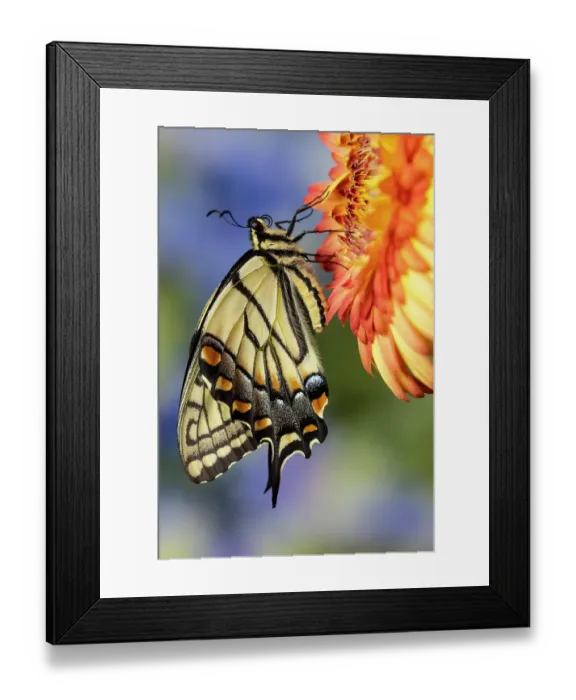 Framed Print : USA, Washington State, Sammamish. Eastern tiger swallowtail buttery on orange gerber daisy