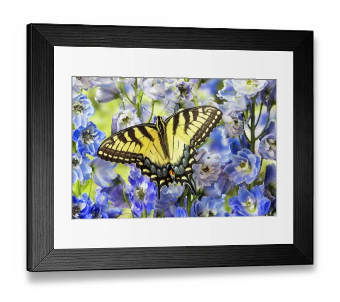 Framed Print : USA, Washington State, Sammamish. Eastern tiger swallowtail buttery on blue flowering delphinium Framed Print : USA, Washington State, Sammamish. Eastern tiger swallowtail buttery on blue flowering delphinium