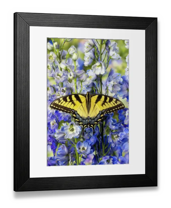 Framed Print : USA, Washington State, Sammamish. Eastern tiger swallowtail buttery on blue flowering delphinium Framed Print : USA, Washington State, Sammamish. Eastern tiger swallowtail buttery on blue flowering delphinium