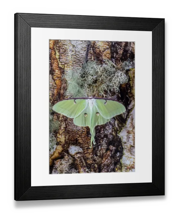 Framed Print : USA, Washington State, Sammamish. Luna silk moth lime green with long tail on hind wings