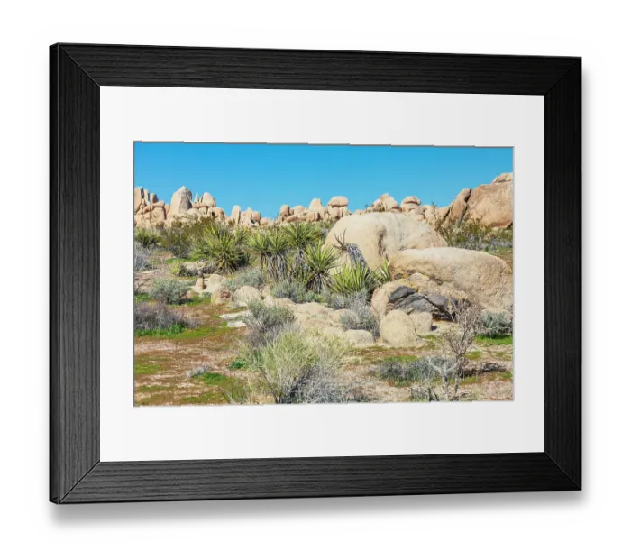 Framed Print : California, USA. Yucca plants and rock formations in Joshua Tree National Park