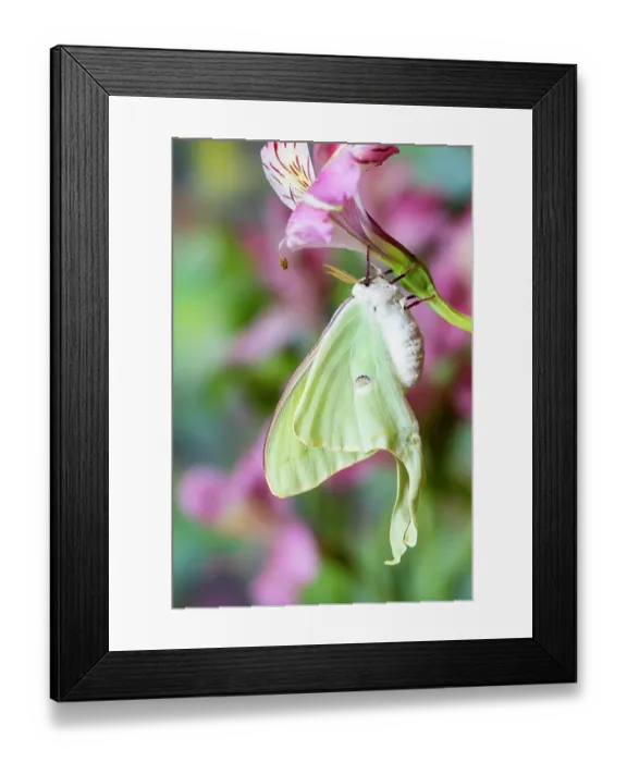 Framed Print : USA, Washington State, Sammamish. Luna silk moth lime green with long tail on hind wings Framed Print : USA, Washington State, Sammamish. Luna silk moth lime green with long tail on hind wings