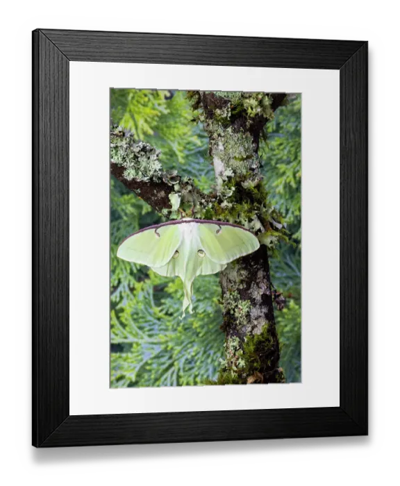 Framed Print : USA, Washington State, Sammamish. Luna female silk moth wings open resting on lichen covered branch Framed Print : USA, Washington State, Sammamish. Luna female silk moth wings open resting on lichen covered branch