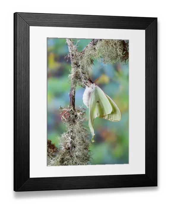 Framed Print : USA, Washington State, Sammamish. Luna silk moth lime green with long tail on hind wings Framed Print : USA, Washington State, Sammamish. Luna silk moth lime green with long tail on hind wings
