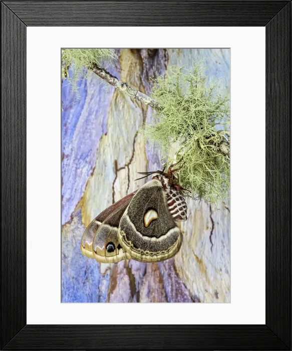 Framed Print : USA, Washington State, Sammamish. Columbia silk moth on lichen branch
