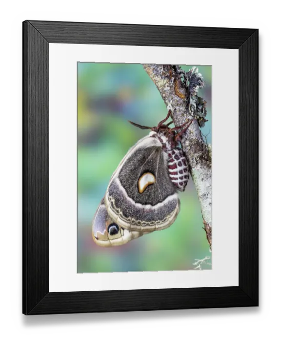 Framed Print : USA, Washington State, Sammamish. Columbia silk moth on lichen branch Framed Print : USA, Washington State, Sammamish. Columbia silk moth on lichen branch