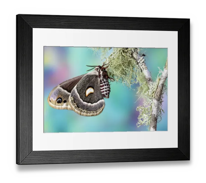 Framed Print : USA, Washington State, Sammamish. Columbia silk moth on lichen branch Framed Print : USA, Washington State, Sammamish. Columbia silk moth on lichen branch