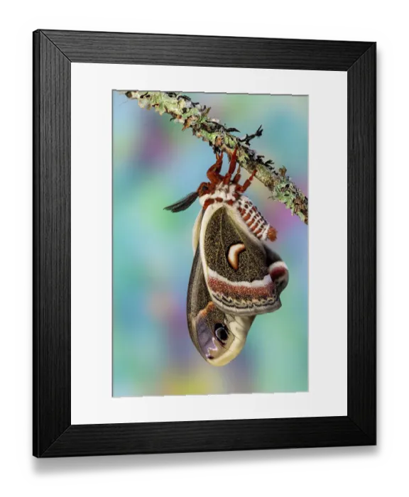 Framed Print : USA, Washington State, Sammamish. Red robin silk moth Framed Print : USA, Washington State, Sammamish. Red robin silk moth