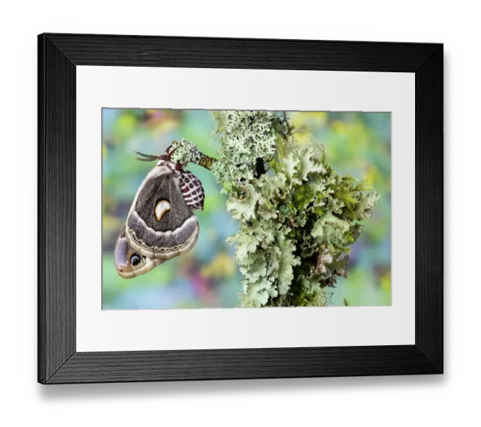 Framed Print : USA, Washington State, Sammamish. Columbia silk moth on lichen branch