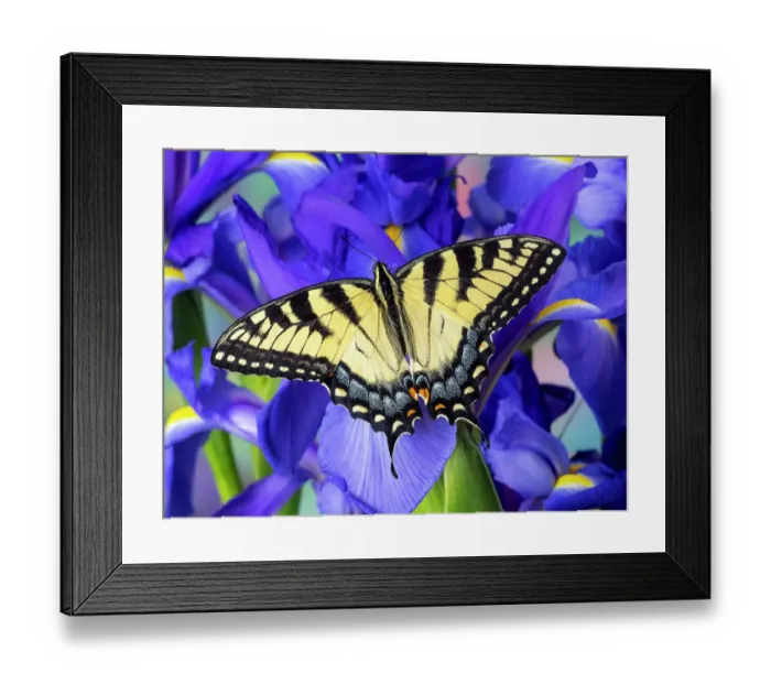 Framed Print : USA, Washington State, Sammamish. Eastern tiger swallowtail buttery