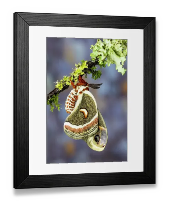 Framed Print : USA, Washington State, Sammamish. Red robin silk moth Framed Print : USA, Washington State, Sammamish. Red robin silk moth