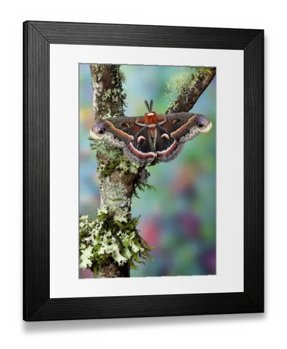 Framed Print : USA, Washington State, Sammamish. Red robin silk moth male